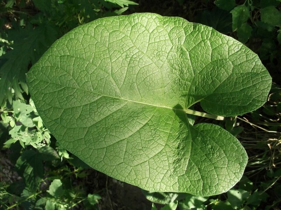 bardana para o tratamento da artrose do joelho